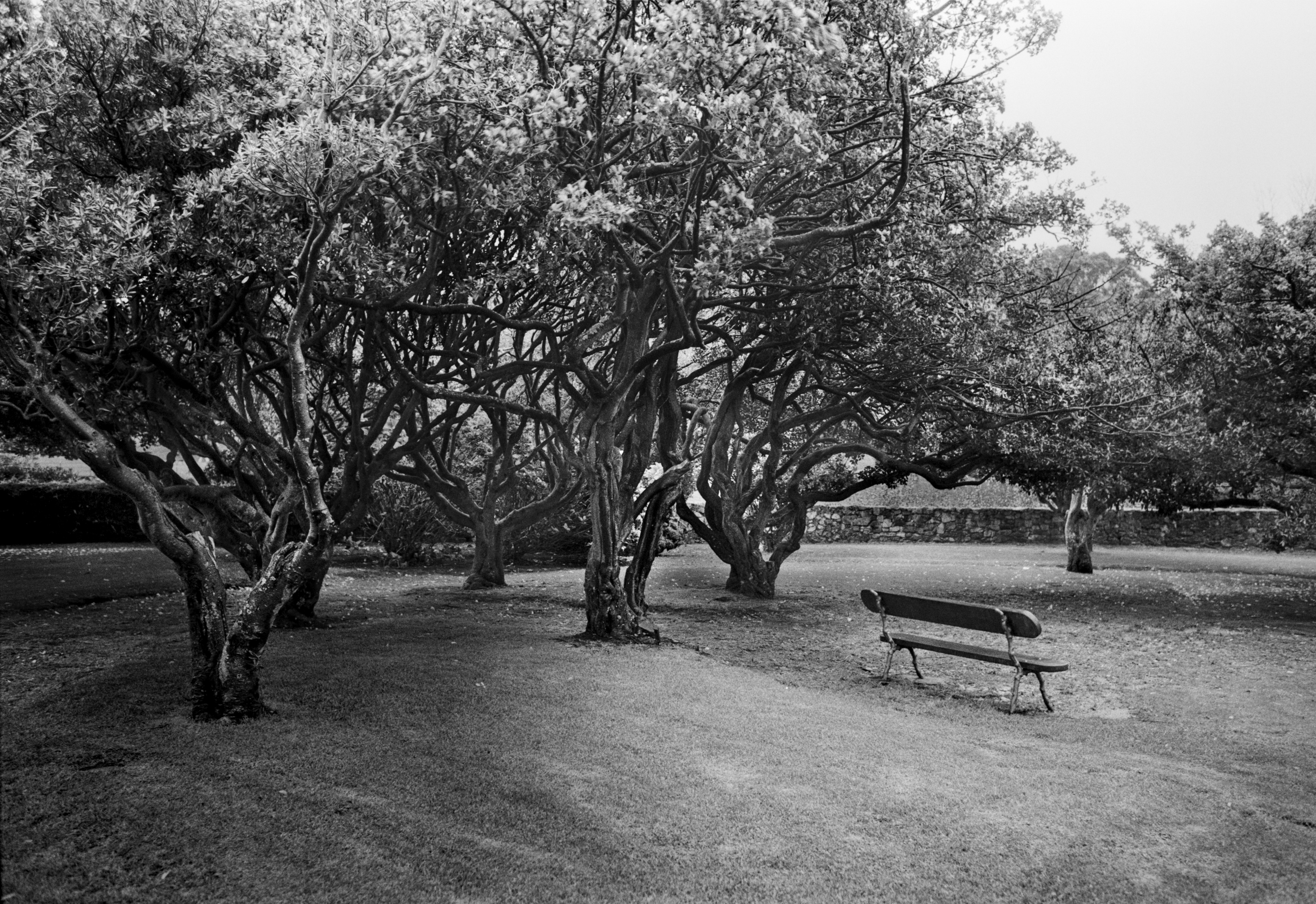 A black and white photograph of a group of twisting trees in a park with an empty bench on the right side. The ground is covered with grass and the light is soft on an overcast day.