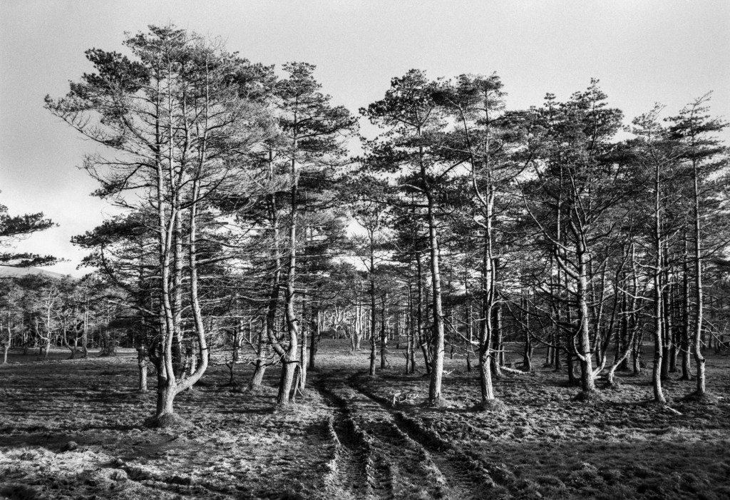 Nature’s Sculptures