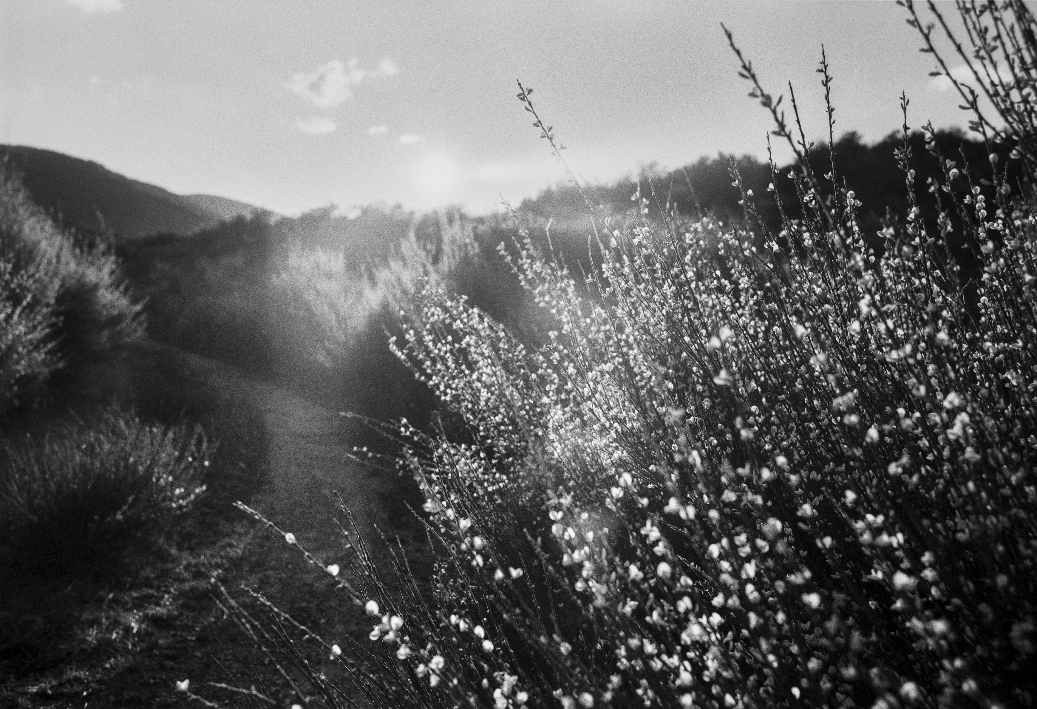 A sunlit mountain path bordered by blooming shrubs, with bright highlights filtering through the branches.