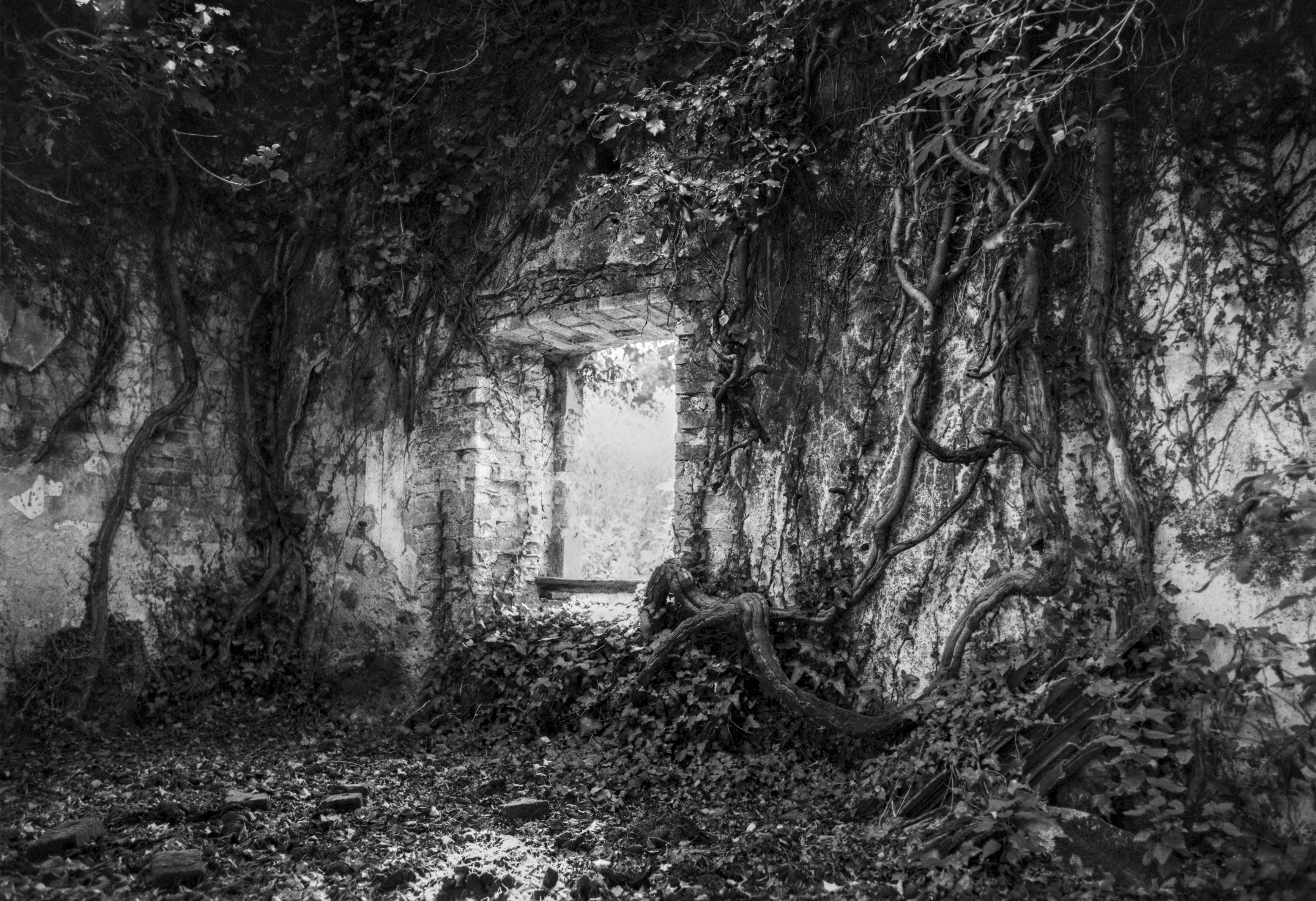 Interior of an abandoned stone stable overgrown with ivy and vegetation, with light entering through a doorway.